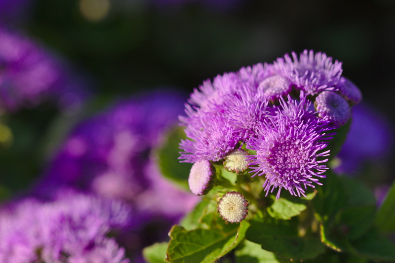 no people, spin, freshness, pollination, flowering plant, 5K, fragility, focus on foreground, beauty in nature, invertebrate, inflorescence, growth, animal themes