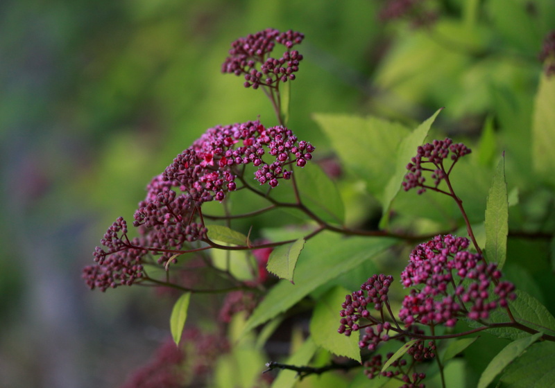 lilac, day, freshness, leaf, mov, selective focus, nature, bunch of flowers, flowering plant, red, ripe, vulnerability, close-up, nice, beauty in nature