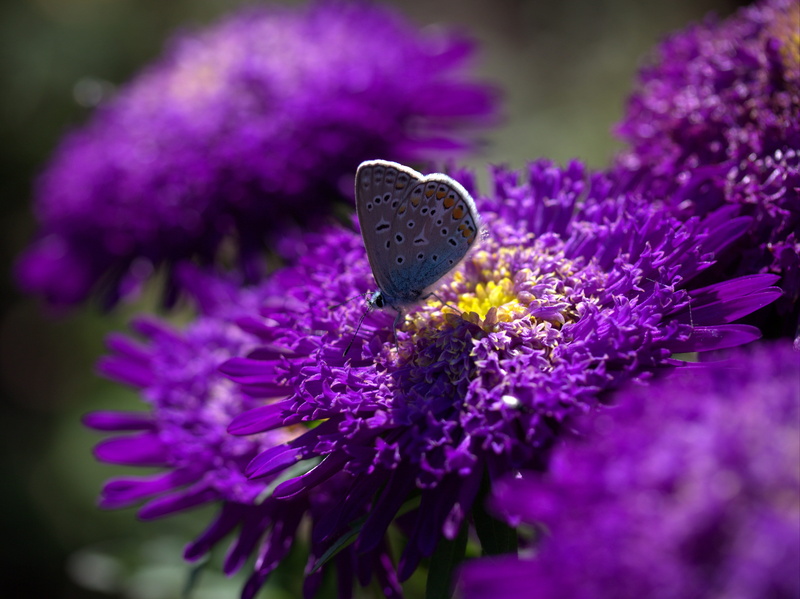 wings, lavender, 4K, blue, selective focus, day, close-up, insecta, nature, flowering plant, fragility, focus on foreground, flowers, vulnerability, beauty in nature