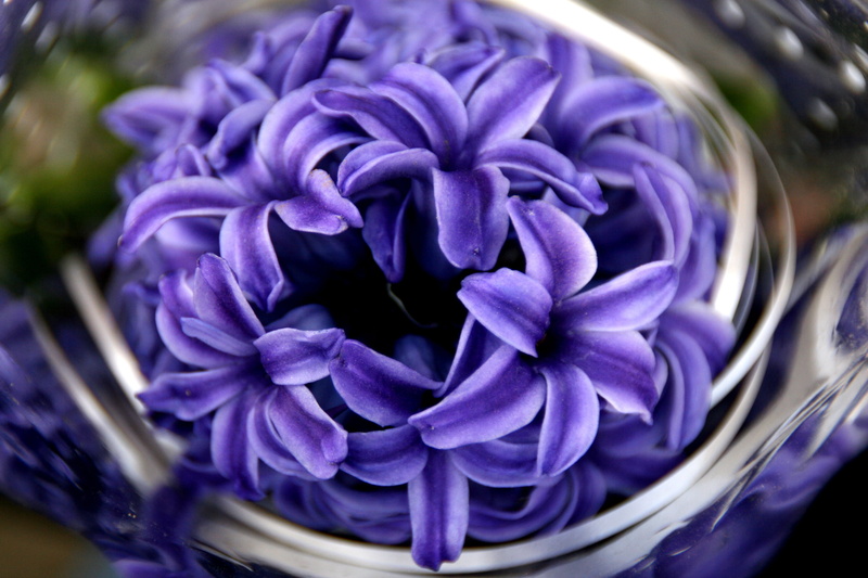 arrangement, spring, mov, close-up, blue, household equipment, selective focus, petal, container, fragility, 4K, petals, no people, food and drink, vulnerability