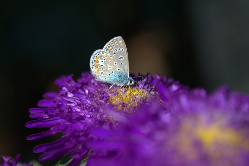 animal themes, no people, bulls eye, close-up, petal, pollination, invertebrate, animal wildlife, one animal, animal wing, freshness, purple, animal, butterfly