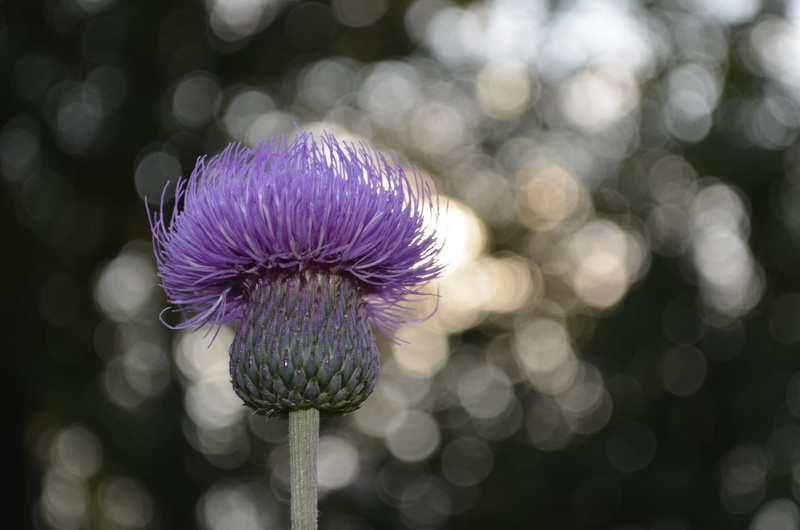 Background, plants, close-up, light, day, beauty in nature, botany, outdoors, sunset, growth, freshness, no people, purple, fragility, flowers, Bokeh, Flower