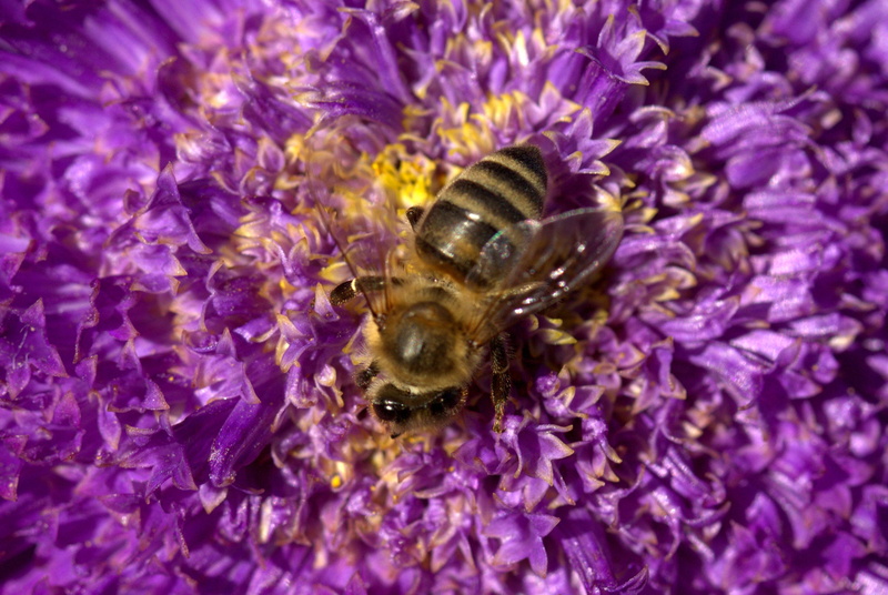 vulnerability, animal themes, freshness, no people, flowering plant, flower head, one animal, nature, animal wildlife, bee, invertebrate, fragility, pollination