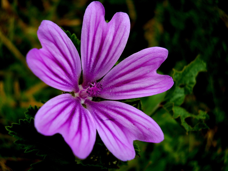 growth, garden, Sun, day, down, petal, purple, summer, close-up, mov, plant, osteospermum, Green, plants, inflorescence, sun, beauty in nature, fragility