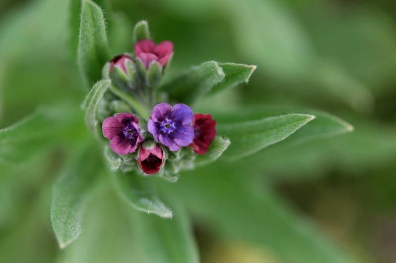 flora, spring, day, wild, close-up, mov, beauty in nature, growth, plant part, no people, flower head, pink color, freshness, fragility, 5K, violet, plant