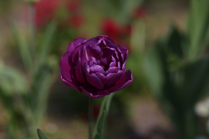 spring, inflorescence, rose, vulnerability, no people, petal, beauty in nature, flowering plant, purple, petals, focus on foreground, close-up, growth