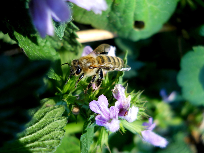 fragility, bee, plant, invertebrate, animal wildlife, flower, flowering plant, green, vulnerability, outdoors, purple, summer, 2K, nature, garden, food