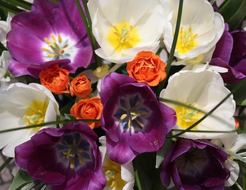 no people, 4K, beauty in nature, roses, flowering plant, close-up, flower head, tulips, choice, purple, flower arrangement, mov, fragility, pollen, inflorescence