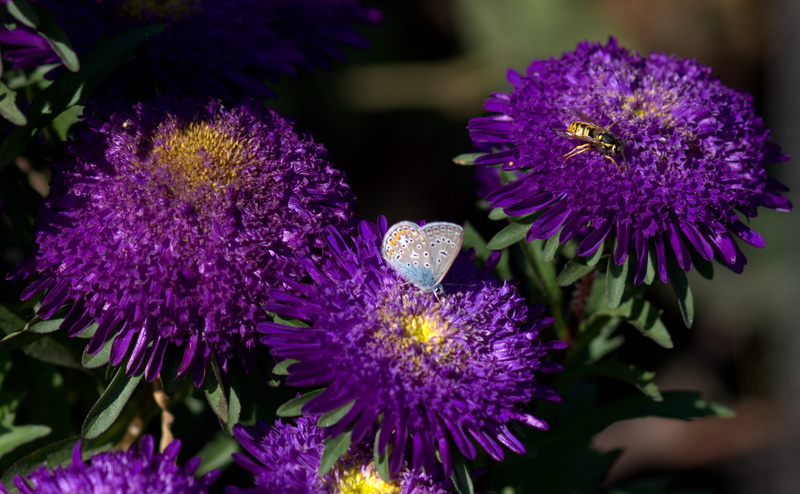 no people, close-up, beauty in nature, day, purple, coloring, flowering plant, nature, food, vulnerability, blue, rest, fragility, flower head, wings, growth