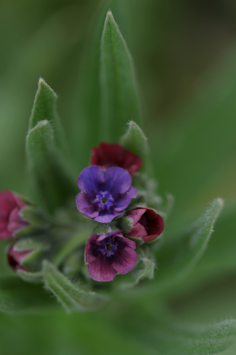 fragility, selective focus, freshness, flowering plant, spring, growth, 5K, purple, plant, mov, petal, close-up, beauty in nature, small, plant part, vulnerability