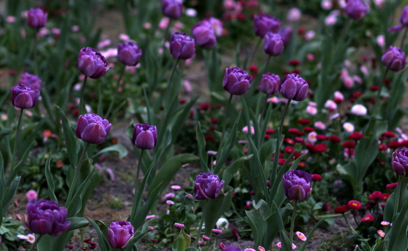 mov, flower, land, outdoors, day, inflorescence, 2K, vulnerability, petal, no people, growth, plant part, decorative, flowers, springtime, flowerbed, beauty in nature