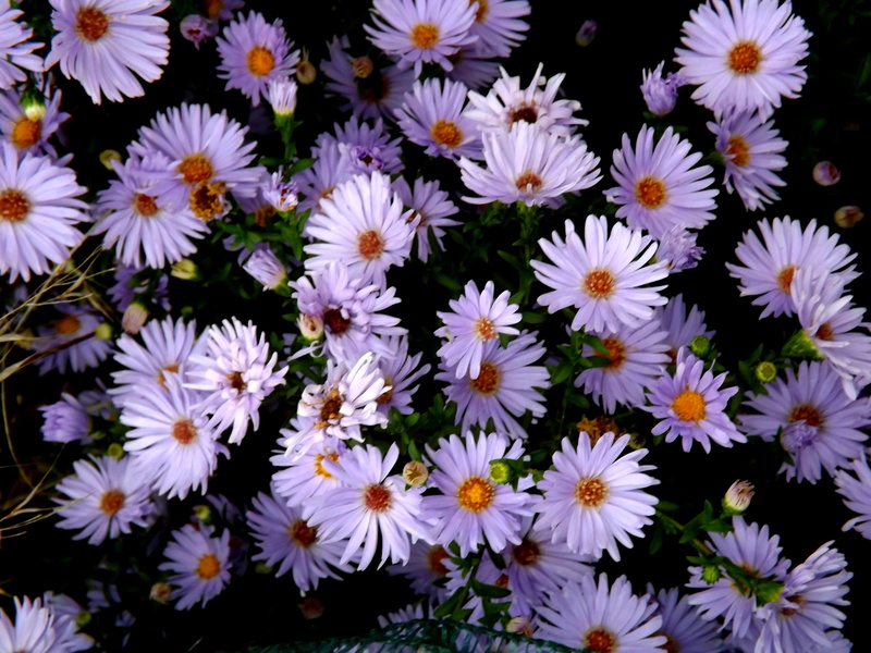 stars, flowers, backgrounds, 4K, plants, plant, outdoors, white color, petal, flower, mov, daisy, violet, inflorescence, garden, flowering plant, beauty in nature