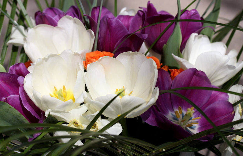 4K, flowering plant, focus on foreground, flower head, growth, close-up, floral arrangement, flower arrangement, inflorescence, no people, flower, tulips