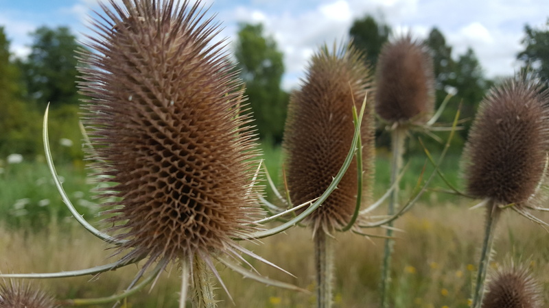 sky, 5K, beauty in nature, outdoors, thorn, spiked, freshness, focus on foreground, bloom, flowering, thistle, plant, sharp, spiky, day, land, field, close-up