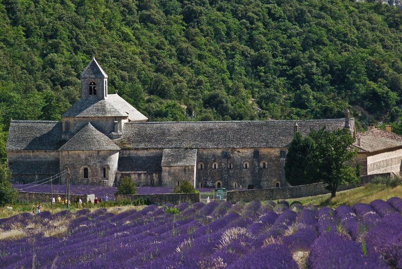 mansion, gray, faith, lavender cultivation, blue, gordes, tree, lavender, purple, land, strictly, leafed, building exterior, beauty in nature, church, trees