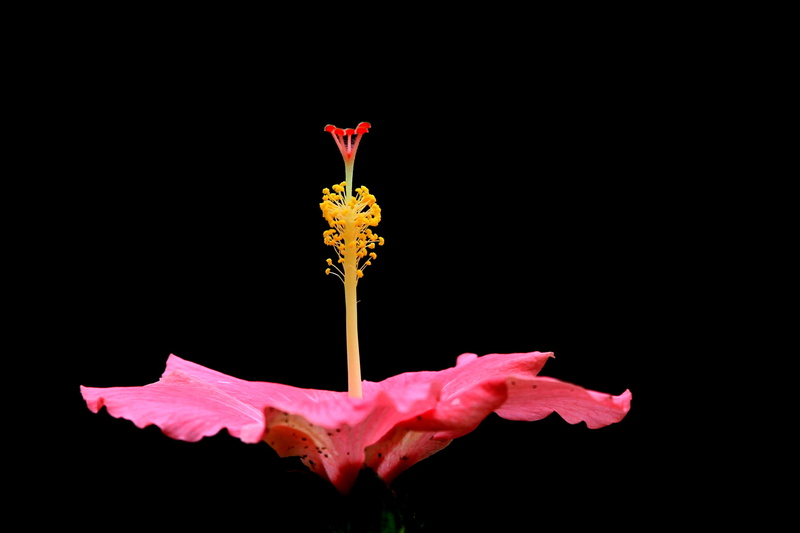 nature, flowering plant, leaf, indoors, flower head, inflorescence, growth, gord, flower, vulnerability, dark tone, red, no people, plant, pollen, flowers