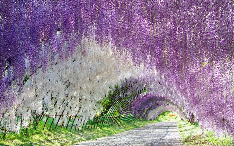 Flowers, Tunnel, 1080P, Flower, White Flower, Purple Flower, Wisteria, Earth