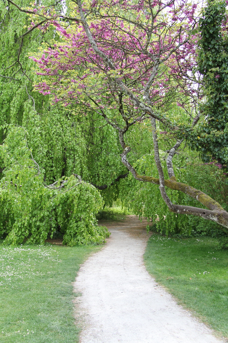 gardening, 5K, green, direction, no people, foliage, beauty in nature, outdoors, footpath, park, path, growth, plants, flower, plant, land, turf, spring