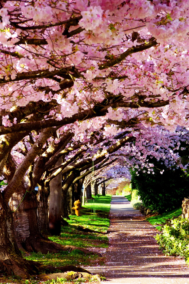 freshness, city, road, blossom, park - man made space, Cherry Blossom trees, 4K, flowering plant, beauty in nature, diminishing perspective, sidewalk