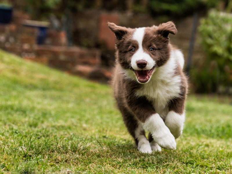 Grass, 1080P, Border, Dog, Walking, Collie