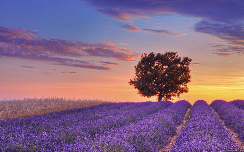  sky, sunset, flower, purple, theme, flowerbed, lavender, outdoors, field, plant, tranquil scene, beauty in nature, agriculture, tranquility