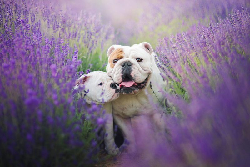 summer, field, flowers, the bulldogs, 1080P, language, lavender, dogs, attachment, mood, two, mom and baby, puppy, English bulldog