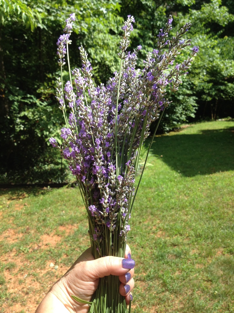 aroma, day, flowering plant, flowers, lavender, fragility, finger, nature, vulnerability, lifestyles, personal perspective, human body part, springtime
