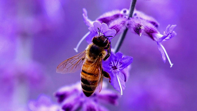 invertebrate, fragility, one animal, purple, nectar, no people, freshness, animal themes, flower head, pollen, petal, beauty in nature, honey bee, plant