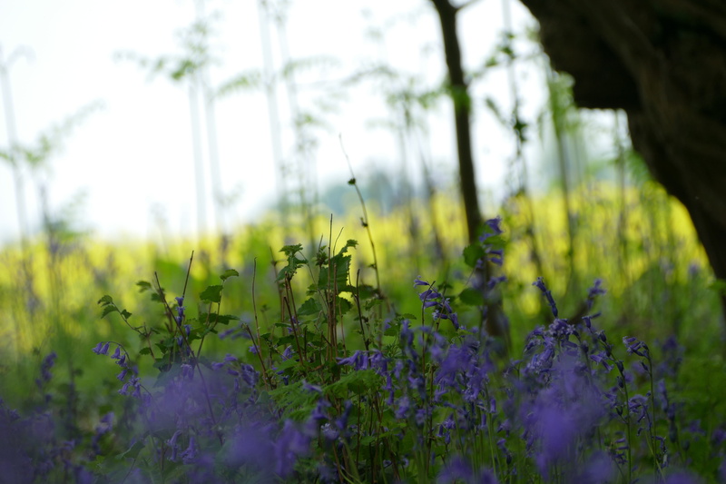 flowering plant, no people, selective focus, close-up, west sussex, outdoors, springtime, tranquility, beauty in nature, nature, lavender, freshness, plant