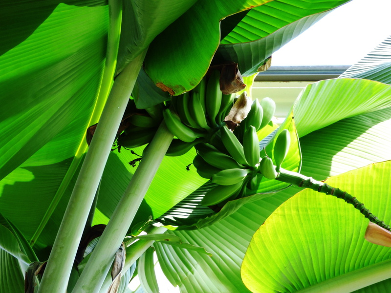 bananas, leaves, food, 4K, banana tree, freshness, banana leaf, tropical fruit, palm leaf, owocostan, growth, beauty in nature, plant, tree, outdoors