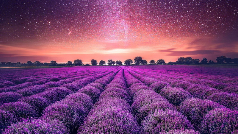lavender, outdoors, tranquility, purple sky, romantic sky, beauty in nature, freshness, nature, growth, scenics - nature, plant, sky, stars, land, idyllic