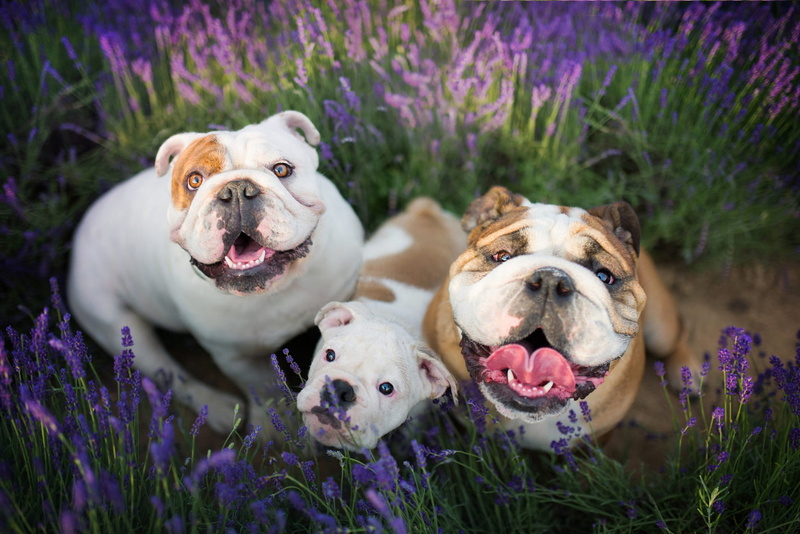 family, puppy, dogs, field, muzzle, joy, sitting, portrait, the expression, English bulldog, funny, the bulldogs, positive, lavender, summer, walk, flowers