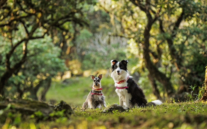Collie, Dogs, Dwarf, Schnauzer, Two, 1080P, Border