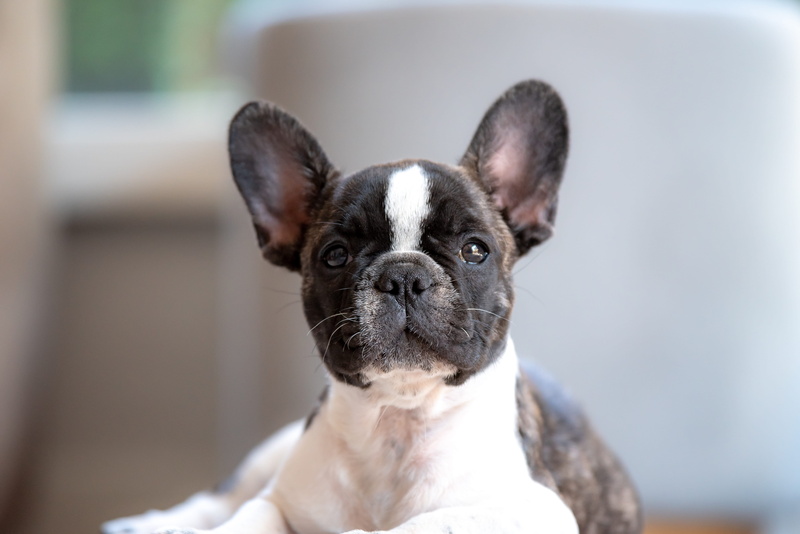 puppy, baby dog, coated, australia, baby, short, vertebrate, 5K, fluffy, people, boston terrier, cute, french bulldog, frenchie, small, bolldogs, pup