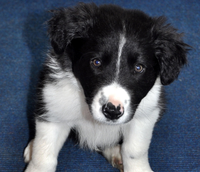 puppy, collie, border, cute, pup, rocky, 1080P, animals