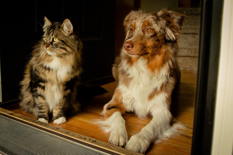 group of animals, sitting, purebred Dog, domestic Animals, animal themes, merle, looking away, togetherness, friends, portrait, two animals, cute, mammal