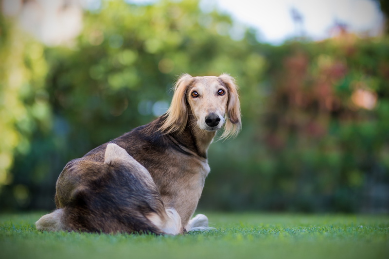 selective focus, pet, focus on foreground, nature, outdoors, no people, the persian greyhound, pets, dog, animal themes, looking away, day, animal, lying