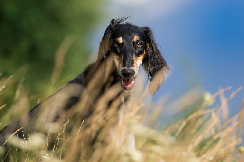 grass, mammal, animal mouth, animal, domestic animals, 4K, dog, saluki, domestic, animal head, looking, panting, outdoors, plant, pets, vertebrate, field