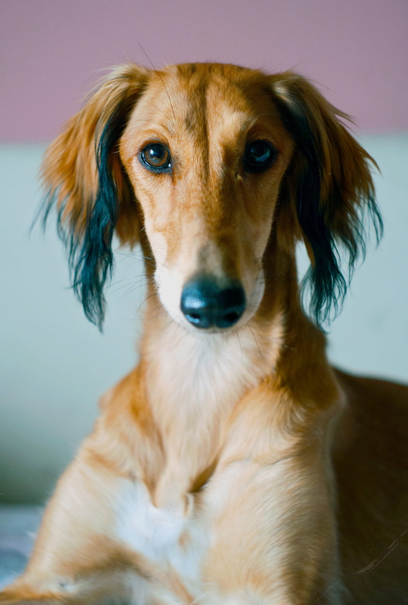 focus on foreground, mammal, no people, looking, dog, persian greyhound, indoors, one animal, pet, cute, looking at camera, animal, domestic animal, domestic animals