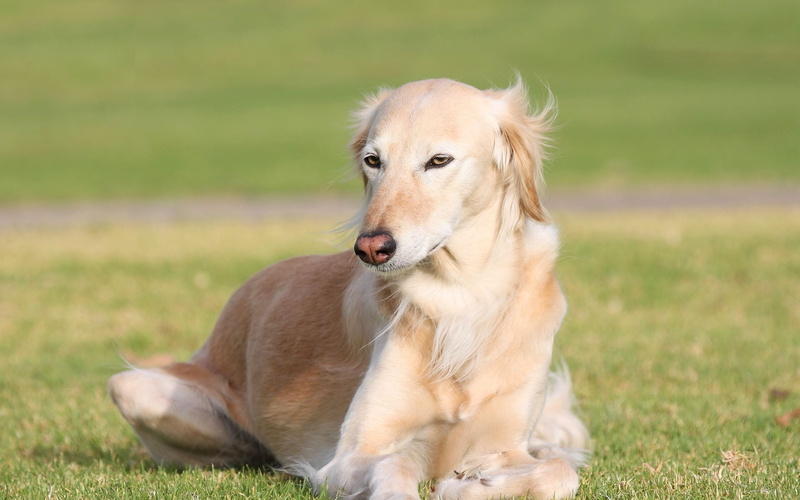 relaxation, vertebrate, animal, looking away, puppy, wind, looking, golden Retriever, domestic Animals, friendship, brown, 1080P, lie, fur, outdoors, no people