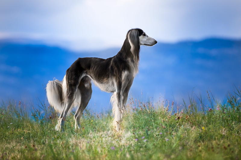 sky, day, land, mammal, domestic animals, standing, saluki, one animal, vertebrate, animals in the wild, full length, nature, herbivorous, daytime, hairy