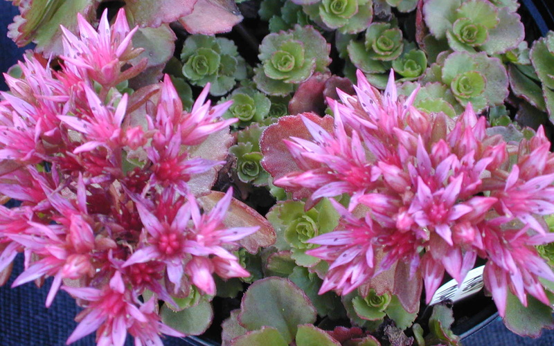 use, 1080P, sedum, colored, plant, spring, flowering, sun, color, needed, spurium, mantle, ruby, dried, early, lavender, summer, purple, bush, late
