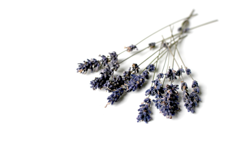 black color, cut out, copy space, provence, freshness, still life, food, clustered, indoors, white background, flowering plant, close, bundle, dried, inflorescence