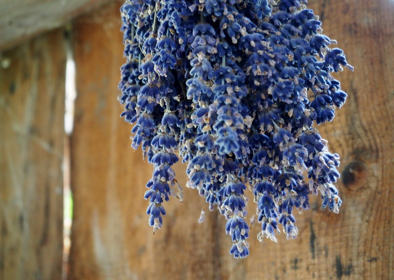 vulnerability, no people, selective focus, fragility, growth, medicinal plant, fragrance, fragrant, lavender, day, nature, dried, flower head, true lavender