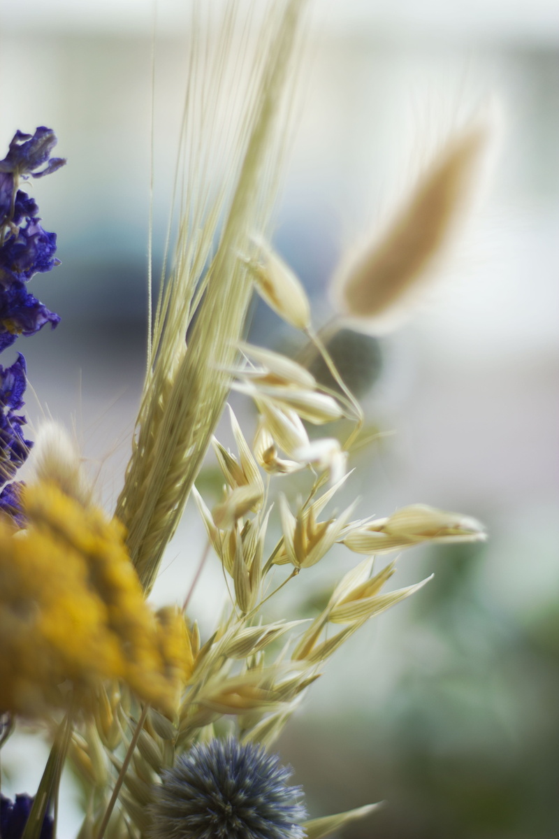 plant stem, crop, flower, day, plant, no people, focus on foreground, dried flowers, nature, lupin, floral, selective focus, food, cereal plant, vegetable
