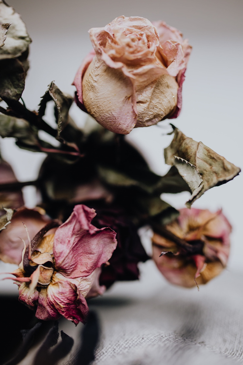 flowering plant, wilted plant, fragility, beauty in nature, freshness, whitered, vulnerability, pink color, flower, dried, flower arrangement, 4K, flowers