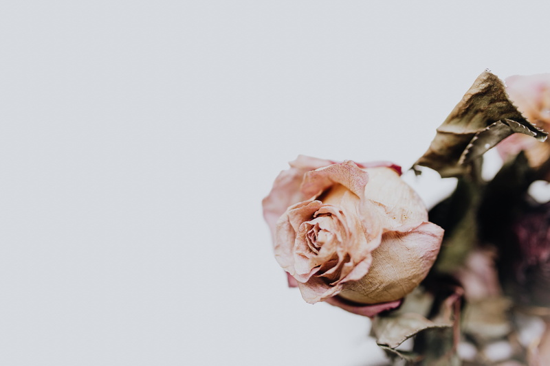 flowers, freshness, dead, fragility, indoors, studio shot, dried, copy space, rose - flower, nature, vulnerability, whitered, no people, wilted plant, plant