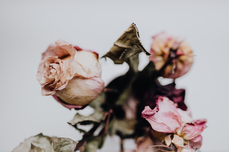 vulnerability, pink color, freshness, flower head, plant, flowering plant, selective focus, softness, 4K, pink, flowers, roses, rose, flower, fragility