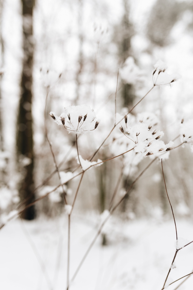 dead plant, no people, growth, beauty in nature, vulnerability, dry, snow, wilted plant, land, cold temperature, focus on foreground, white, flowering plant