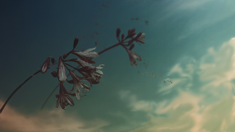 dried, leaf, low angle view, plant stem, plant, wilted plant, outdoors, flower, day, growth, dry, sky, vulnerability, close-up, 2K, nature, digital art
